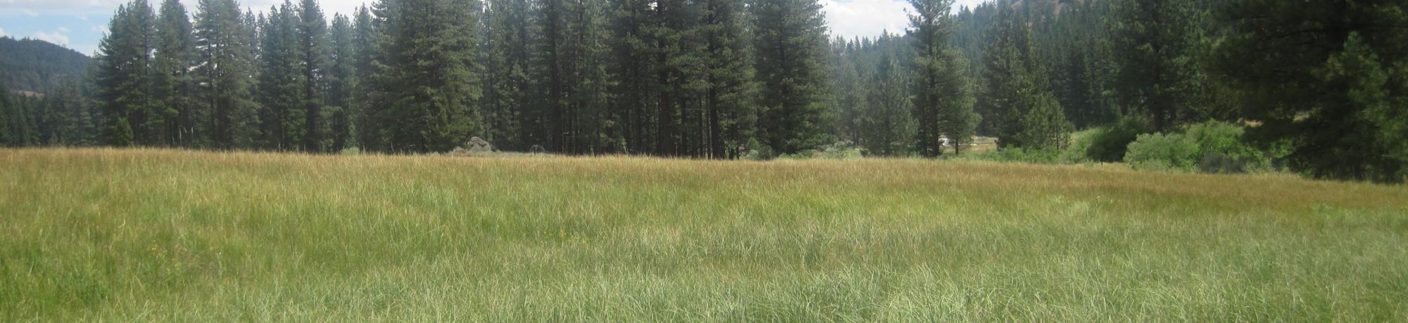 Top of meadow, inset floodplain