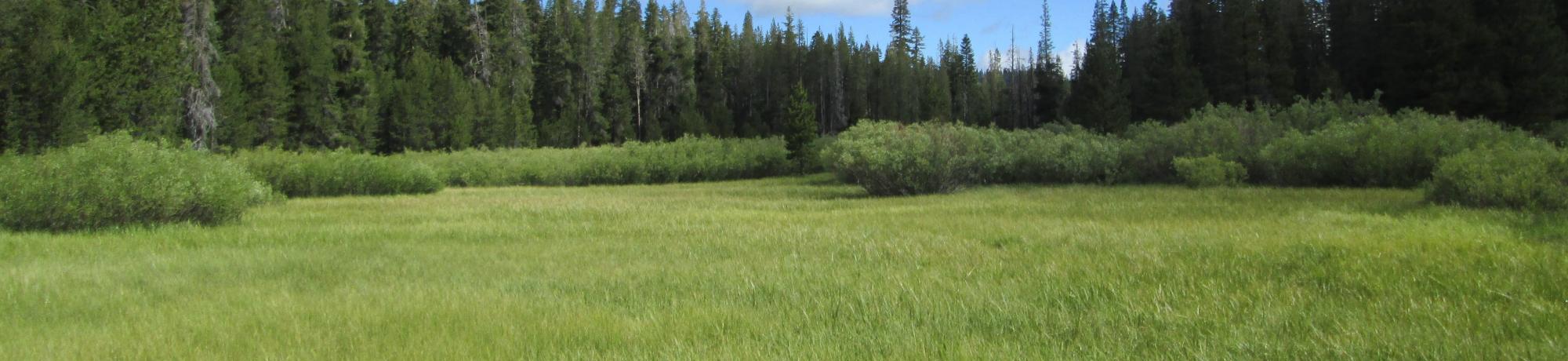 Top of meadow, looking north