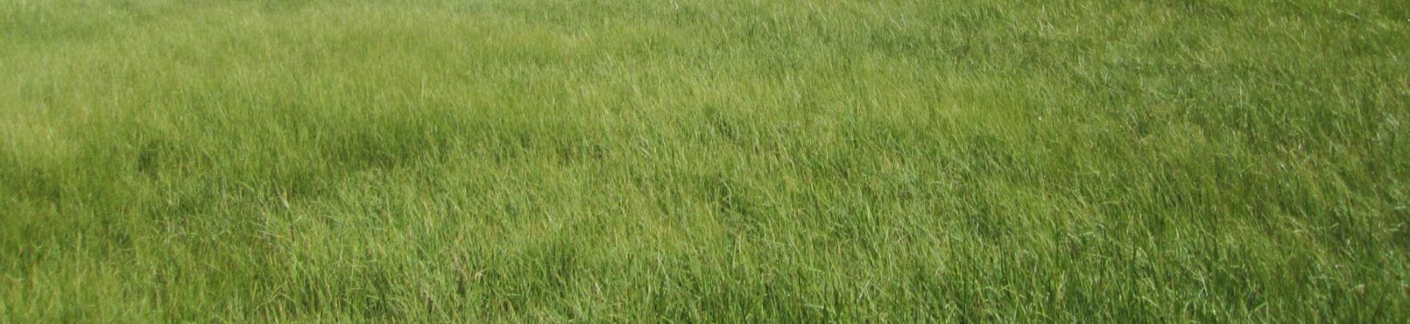 Top of meadow, looking north