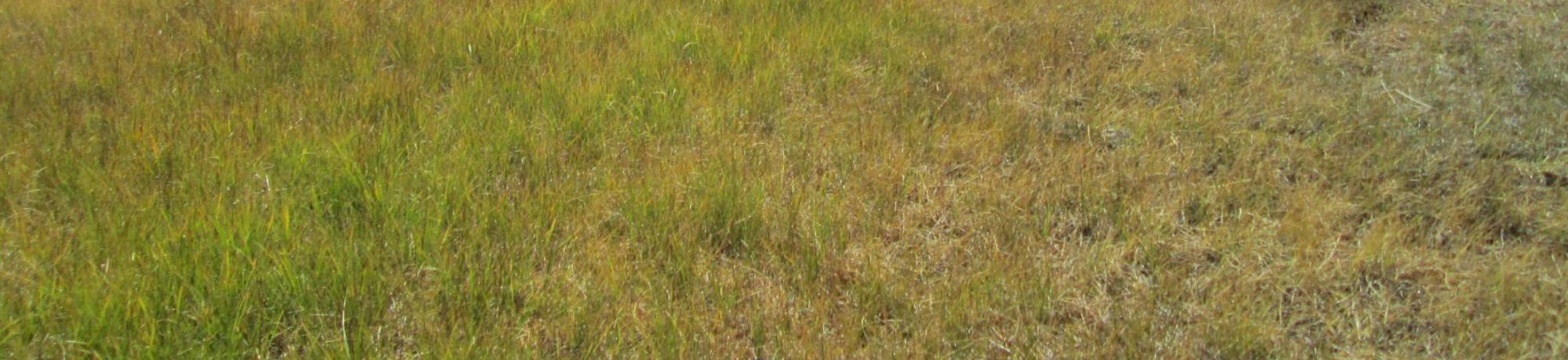 Top of meadow, second section, looking east
