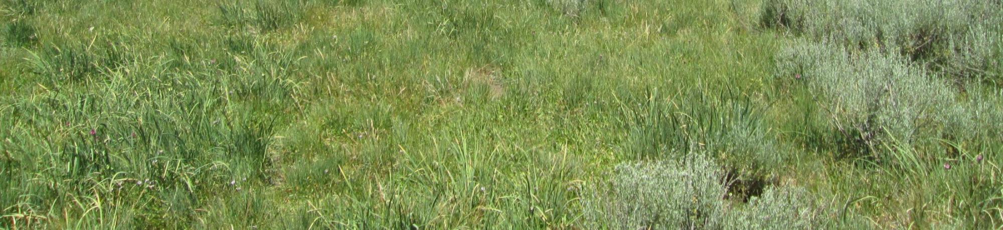 Top of meadow