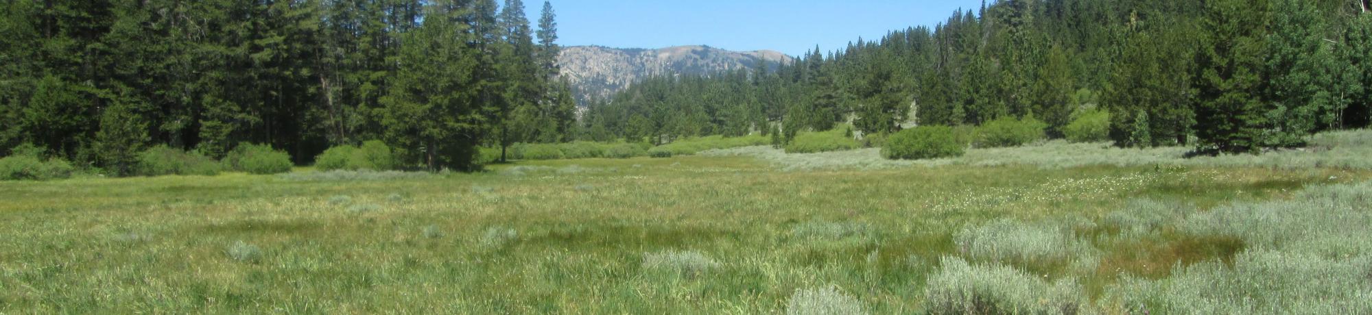 Top of meadow