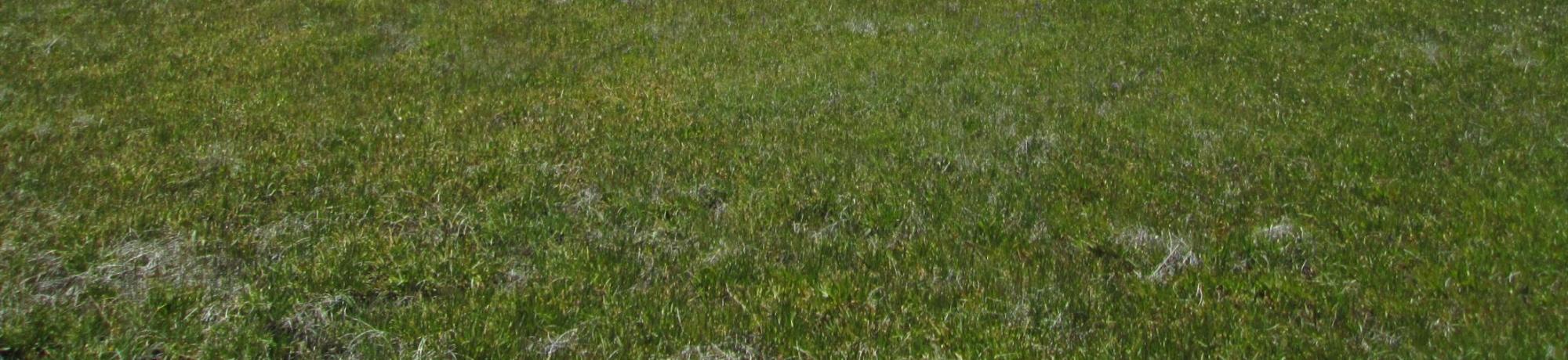 Top of meadow