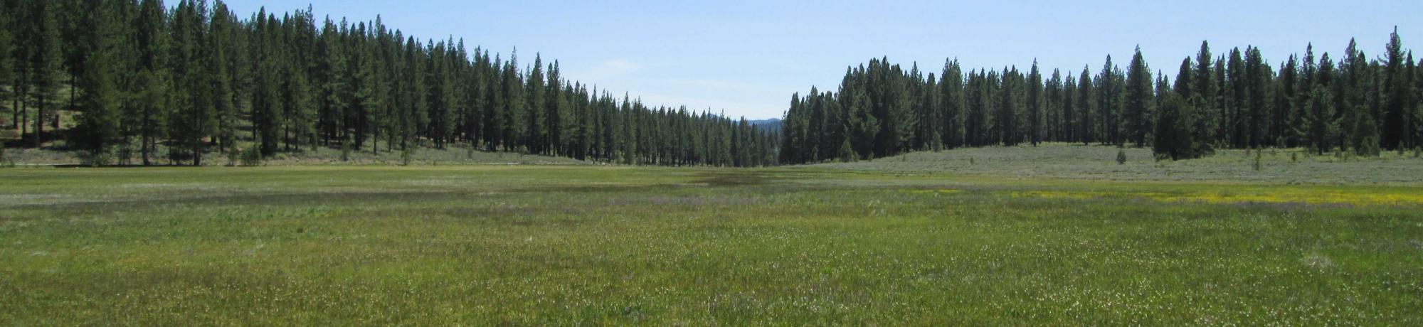 Top of meadow