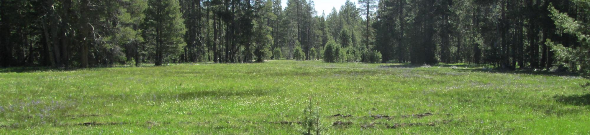 Top of meadow
