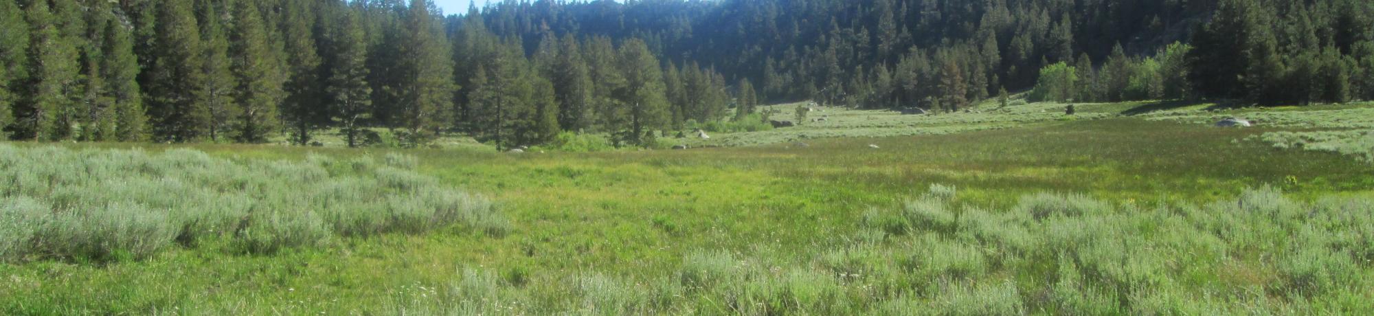 Top of meadow