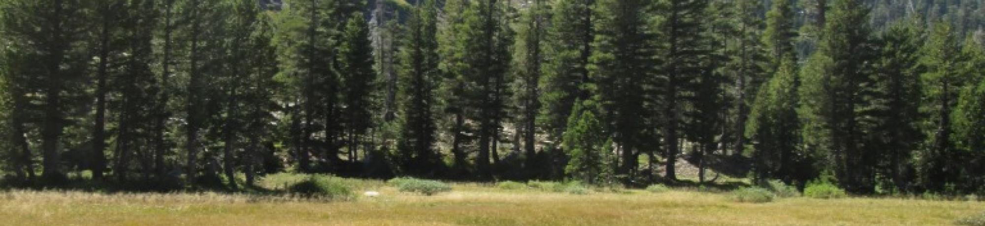Transect 1 (right to left)