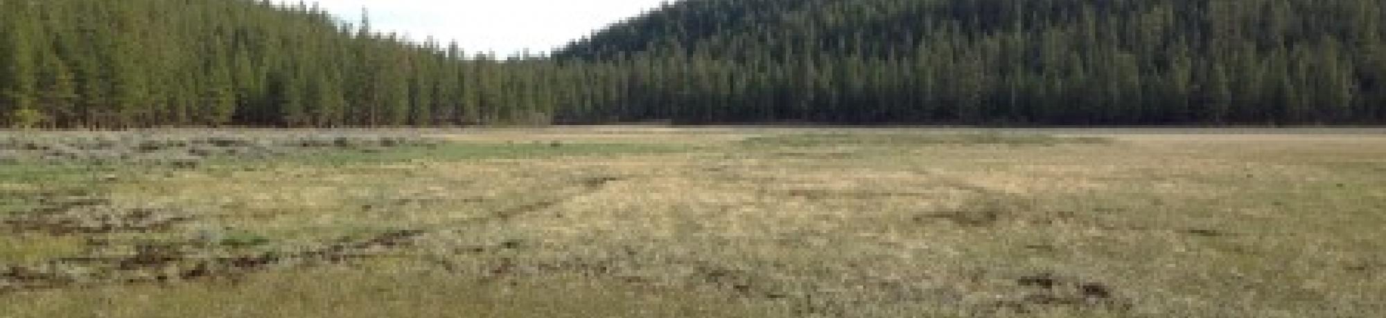 Transect 1 (upstream)