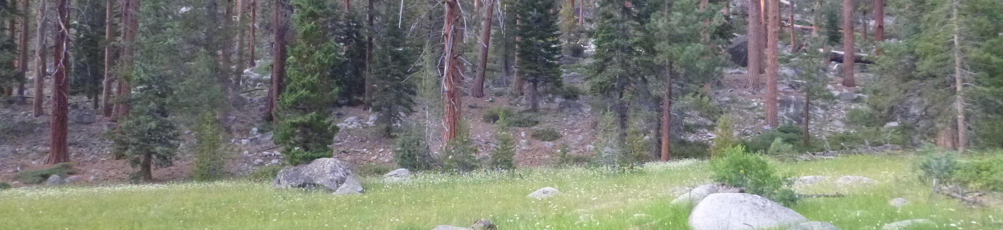 Transect 1 Overview (left to right)