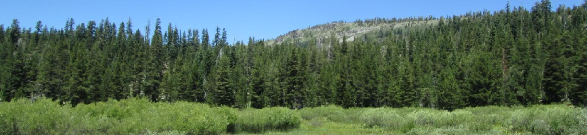 Transect 2 (left to right)