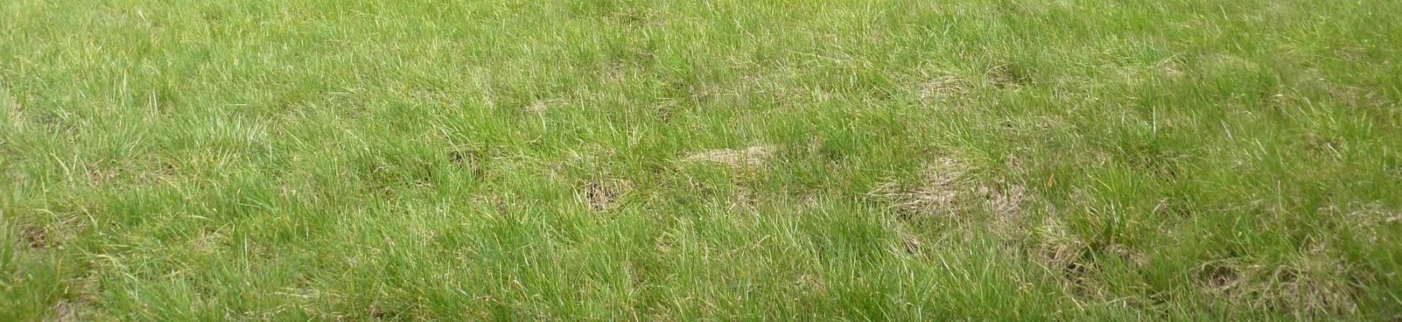 Transect 3 (left to right)