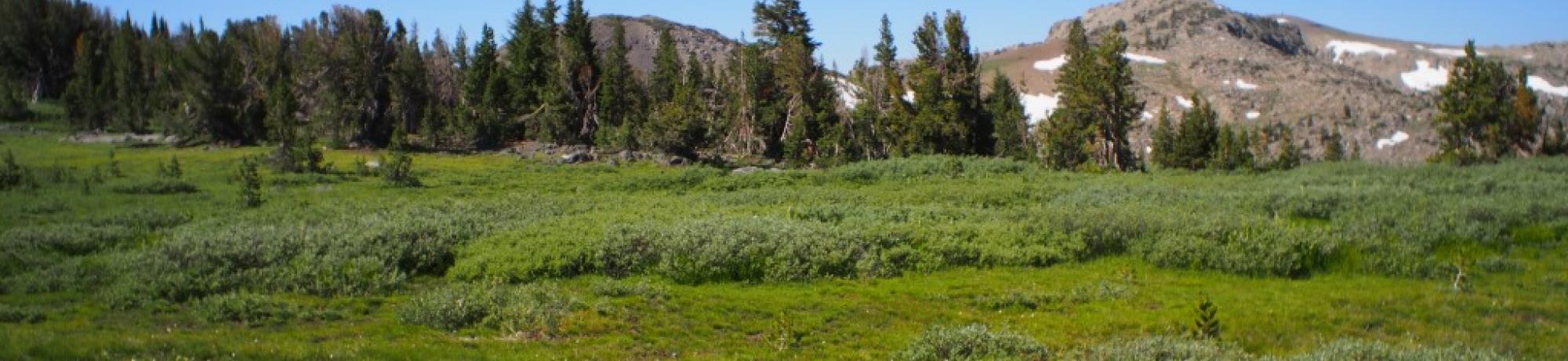 Transect 3, right