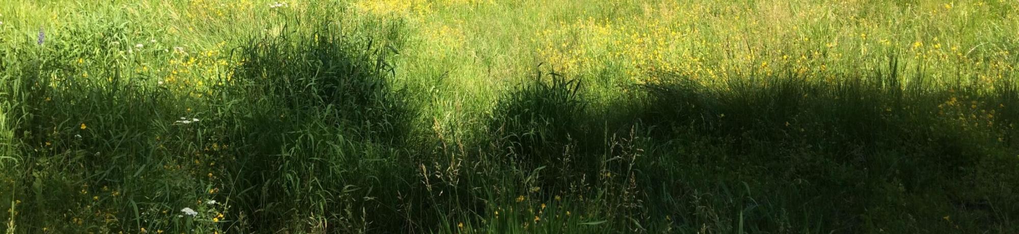 Upper Transect Channel (downstream)