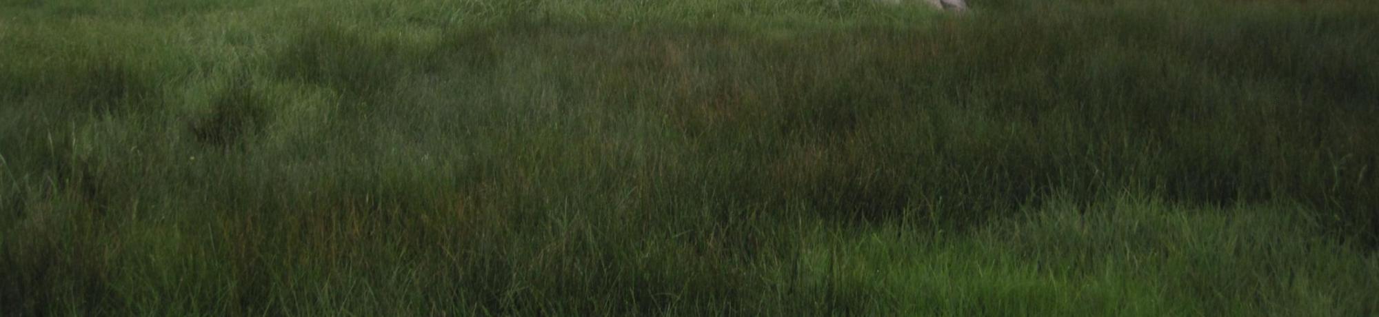 Upper Transect Channel Right to Left