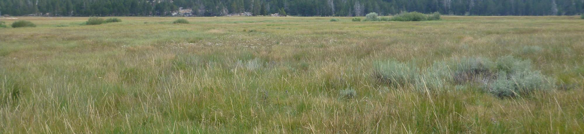 Upper Transect Overview (left to right)