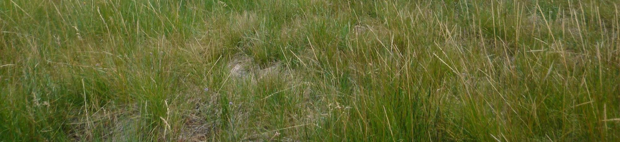 Upper Transect Overview (left to right)