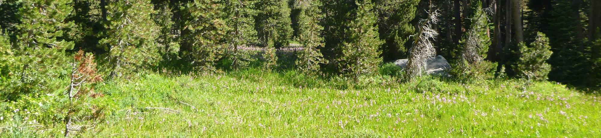 Upper Transect Overview (right to left)