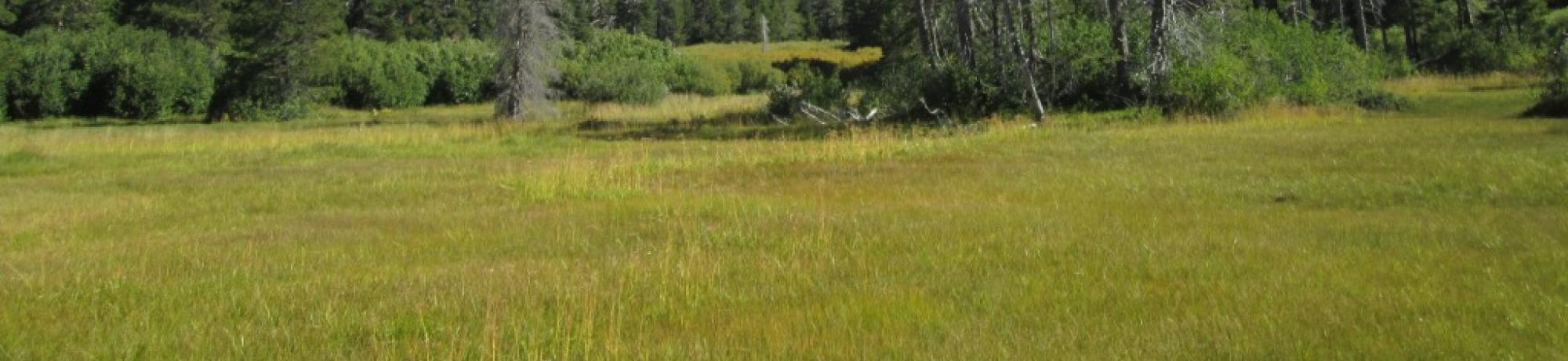 View Toward Top of Meadow from Point 2