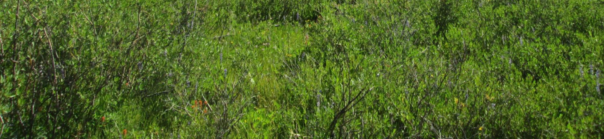 Willow - no transect possible