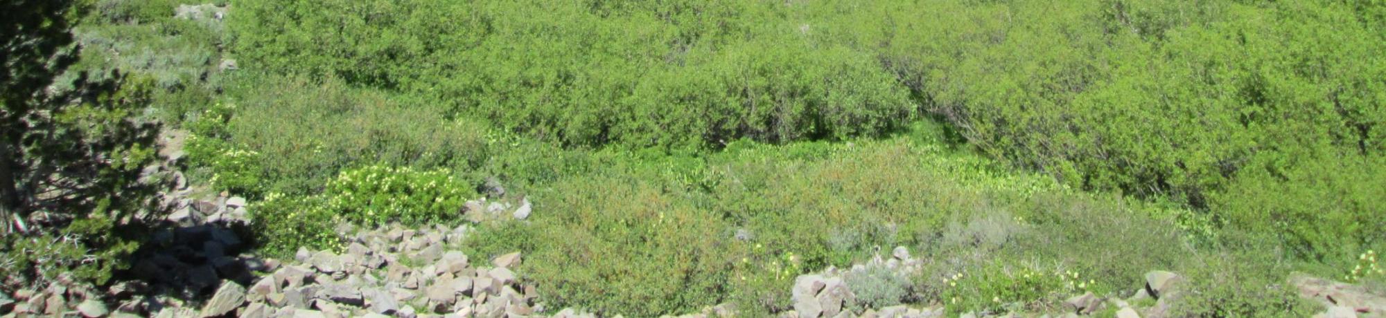 Willow section delineated as meadow in UCDavis shapefil